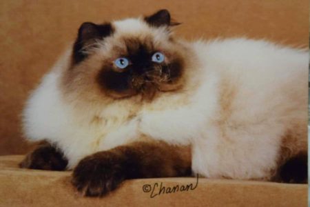 SHOW QUALITY HIMALAYAN PERSIANS NEAR ARKANSAS KANSAS MISSOURI OKLAHOMA AND THE UNITED STATES
