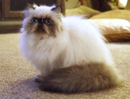 SHOW QUALITY HIMALAYAN PERSIANS NEAR ARKANSAS KANSAS MISSOURI OKLAHOMA AND THE UNITED STATES