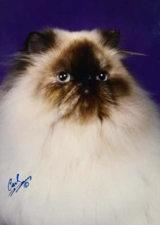SHOW QUALITY HIMALAYAN PERSIANS NEAR ARKANSAS KANSAS MISSOURI OKLAHOMA AND THE UNITED STATES