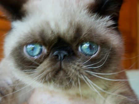 SHOW QUALITY HIMALAYAN PERSIANS NEAR ARKANSAS KANSAS MISSOURI OKLAHOMA AND THE UNITED STATES