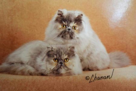 SHOW QUALITY HIMALAYAN PERSIANS NEAR ARKANSAS KANSAS MISSOURI OKLAHOMA AND THE UNITED STATES