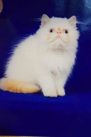 SHOW QUALITY HIMALAYAN PERSIANS NEAR ARKANSAS KANSAS MISSOURI OKLAHOMA AND THE UNITED STATES