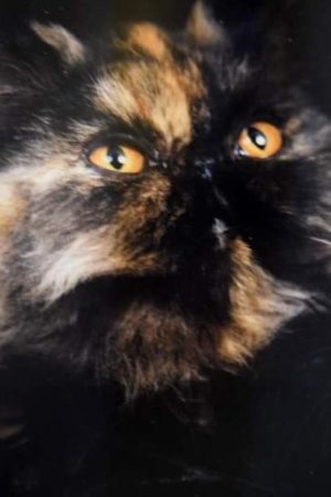 SHOW QUALITY HIMALAYAN PERSIANS NEAR ARKANSAS KANSAS MISSOURI OKLAHOMA AND THE UNITED STATES
