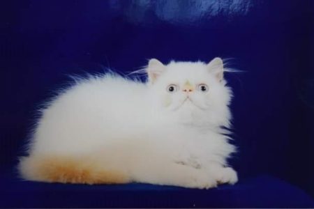 SHOW QUALITY HIMALAYAN PERSIANS NEAR ARKANSAS KANSAS MISSOURI OKLAHOMA AND THE UNITED STATES