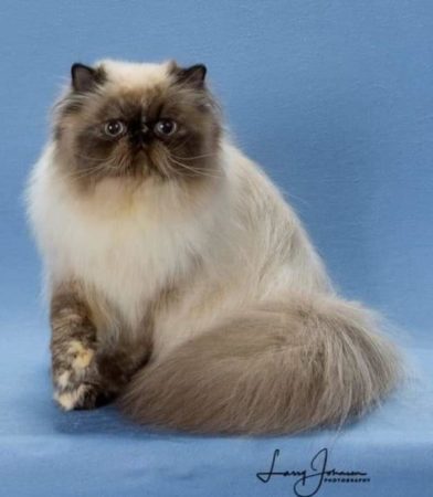 SHOW QUALITY HIMALAYAN PERSIANS NEAR ARKANSAS KANSAS MISSOURI OKLAHOMA AND THE UNITED STATES