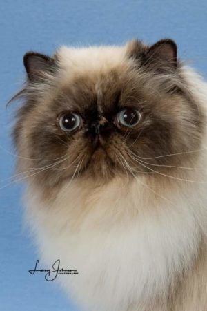 SHOW QUALITY HIMALAYAN PERSIANS NEAR ARKANSAS KANSAS MISSOURI OKLAHOMA AND THE UNITED STATES