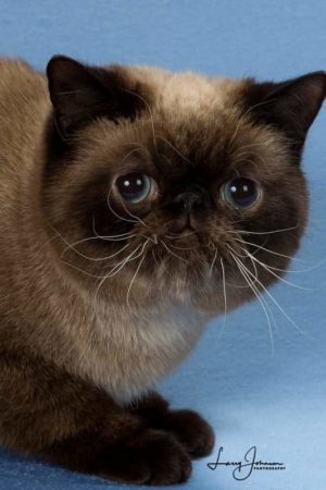 SHOW QUALITY HIMALAYAN PERSIANS NEAR ARKANSAS KANSAS MISSOURI OKLAHOMA AND THE UNITED STATES
