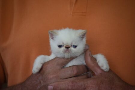 SHOW QUALITY HIMALAYAN PERSIANS NEAR ARKANSAS KANSAS MISSOURI OKLAHOMA AND THE UNITED STATES