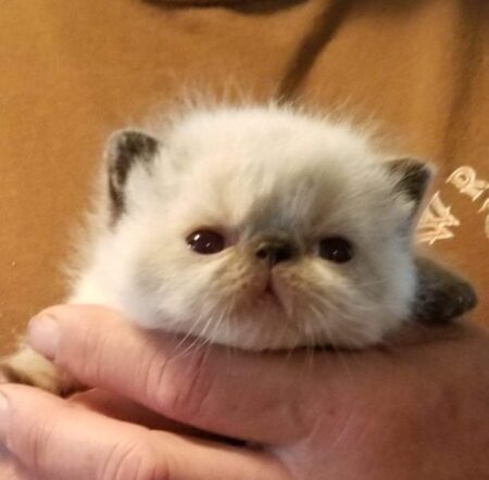 SHOW QUALITY HIMALAYAN PERSIANS NEAR ARKANSAS KANSAS MISSOURI OKLAHOMA AND THE UNITED STATES