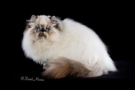 SHOW QUALITY HIMALAYAN PERSIANS NEAR ARKANSAS KANSAS MISSOURI OKLAHOMA AND THE UNITED STATES