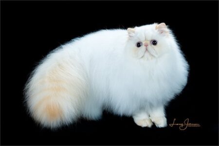 SHOW QUALITY HIMALAYAN PERSIANS NEAR ARKANSAS KANSAS MISSOURI OKLAHOMA AND THE UNITED STATES