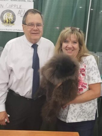 SHOW QUALITY HIMALAYAN PERSIANS NEAR ARKANSAS KANSAS MISSOURI OKLAHOMA AND THE UNITED STATES