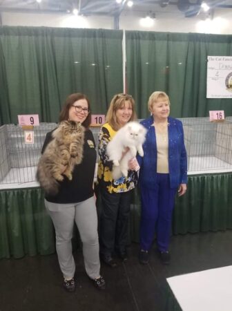 SHOW QUALITY HIMALAYAN PERSIANS NEAR ARKANSAS KANSAS MISSOURI OKLAHOMA AND THE UNITED STATES