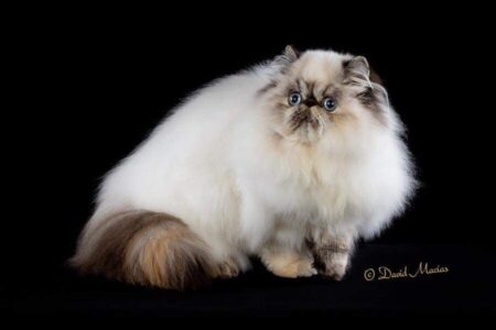 SHOW QUALITY HIMALAYAN PERSIANS NEAR ARKANSAS KANSAS MISSOURI OKLAHOMA AND THE UNITED STATES
