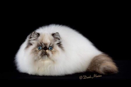 SHOW QUALITY HIMALAYAN PERSIANS NEAR ARKANSAS KANSAS MISSOURI OKLAHOMA AND THE UNITED STATES