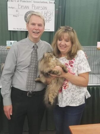 SHOW QUALITY HIMALAYAN PERSIANS NEAR ARKANSAS KANSAS MISSOURI OKLAHOMA AND THE UNITED STATES