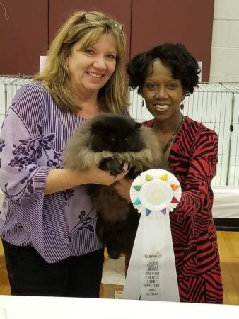 SHOW QUALITY HIMALAYAN PERSIANS NEAR ARKANSAS KANSAS MISSOURI OKLAHOMA AND THE UNITED STATES