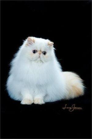 SHOW QUALITY HIMALAYAN PERSIANS NEAR ARKANSAS KANSAS MISSOURI OKLAHOMA AND THE UNITED STATES