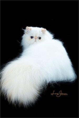 SHOW QUALITY HIMALAYAN PERSIANS NEAR ARKANSAS KANSAS MISSOURI OKLAHOMA AND THE UNITED STATES
