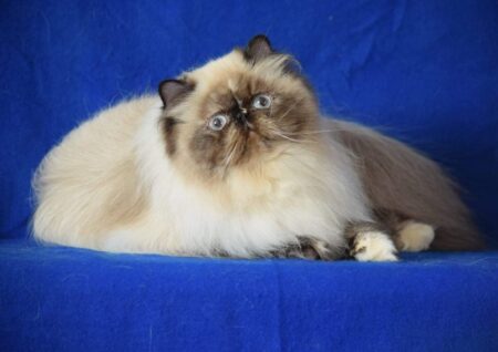SHOW QUALITY HIMALAYAN PERSIANS NEAR ARKANSAS KANSAS MISSOURI OKLAHOMA AND THE UNITED STATES