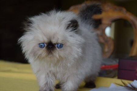 SHOW QUALITY HIMALAYAN PERSIANS NEAR ARKANSAS KANSAS MISSOURI OKLAHOMA AND THE UNITED STATES