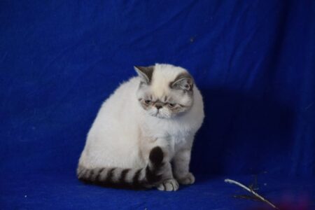 SHOW QUALITY HIMALAYAN PERSIANS NEAR ARKANSAS KANSAS MISSOURI OKLAHOMA AND THE UNITED STATES