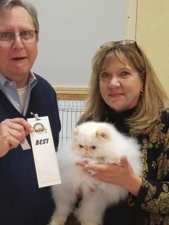 SHOW QUALITY HIMALAYAN PERSIANS NEAR ARKANSAS KANSAS MISSOURI OKLAHOMA AND THE UNITED STATES