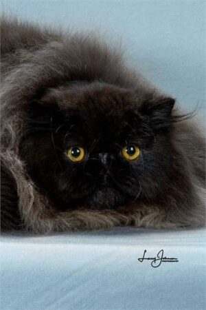 SHOW QUALITY HIMALAYAN PERSIANS NEAR ARKANSAS KANSAS MISSOURI OKLAHOMA AND THE UNITED STATES