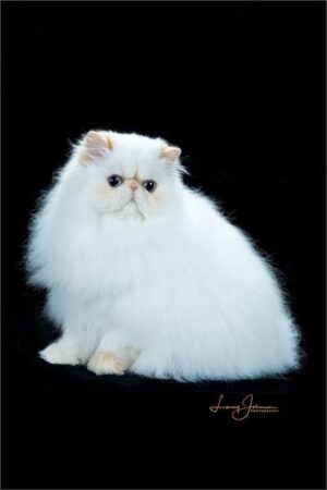 SHOW QUALITY HIMALAYAN PERSIANS NEAR ARKANSAS KANSAS MISSOURI OKLAHOMA AND THE UNITED STATES