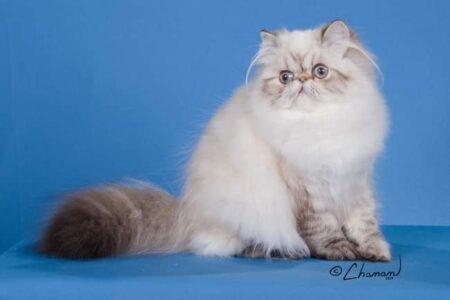 SHOW QUALITY HIMALAYAN PERSIANS NEAR ARKANSAS KANSAS MISSOURI OKLAHOMA AND THE UNITED STATES