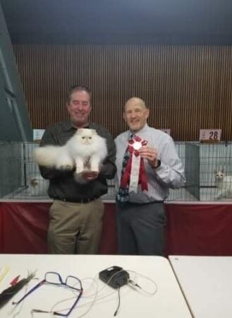 SHOW QUALITY HIMALAYAN PERSIANS NEAR ARKANSAS KANSAS MISSOURI OKLAHOMA AND THE UNITED STATES
