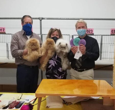 SHOW QUALITY HIMALAYAN PERSIANS NEAR ARKANSAS KANSAS MISSOURI OKLAHOMA AND THE UNITED STATES