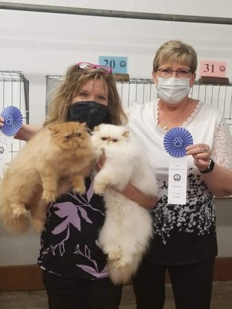 SHOW QUALITY HIMALAYAN PERSIANS NEAR ARKANSAS KANSAS MISSOURI OKLAHOMA AND THE UNITED STATES