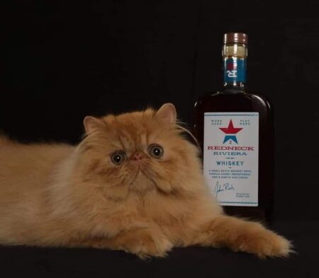 SHOW QUALITY HIMALAYAN PERSIANS NEAR ARKANSAS KANSAS MISSOURI OKLAHOMA AND THE UNITED STATES