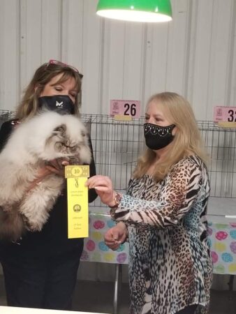 SHOW QUALITY HIMALAYAN PERSIANS NEAR ARKANSAS KANSAS MISSOURI OKLAHOMA AND THE UNITED STATES
