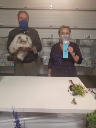 SHOW QUALITY HIMALAYAN PERSIANS NEAR ARKANSAS KANSAS MISSOURI OKLAHOMA AND THE UNITED STATES