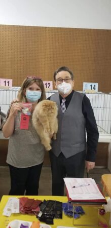 SHOW QUALITY HIMALAYAN PERSIANS NEAR ARKANSAS KANSAS MISSOURI OKLAHOMA AND THE UNITED STATES
