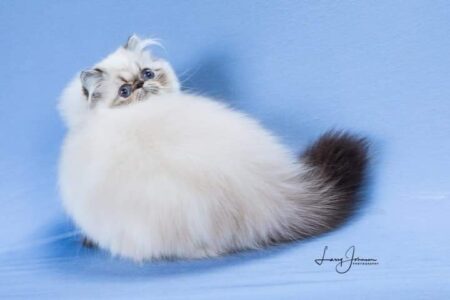 SHOW QUALITY HIMALAYAN PERSIANS NEAR ARKANSAS KANSAS MISSOURI OKLAHOMA AND THE UNITED STATES