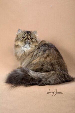 SHOW QUALITY HIMALAYAN PERSIANS NEAR ARKANSAS KANSAS MISSOURI OKLAHOMA AND THE UNITED STATES