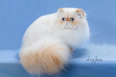 SHOW QUALITY HIMALAYAN PERSIANS NEAR ARKANSAS KANSAS MISSOURI OKLAHOMA AND THE UNITED STATES